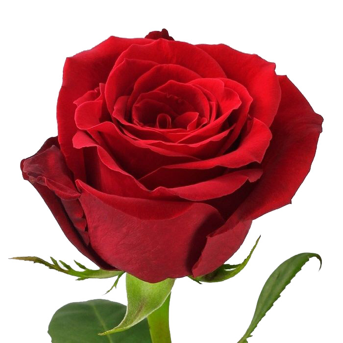 Сорта Роз, ассортимент цветов